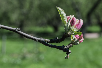 Blooming apple tree