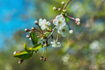 Flowering branch cherry