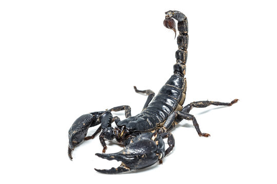 Scorpion isolated on white background