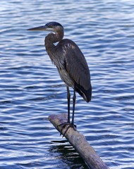 Postcard with a great blue heron standing on a log