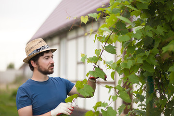 Handsome farmer working at the garden, pruning grape plant