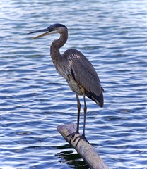 Postcard with a great blue heron standing on a log