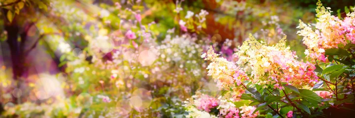 Afwasbaar behang Hydrangea Zomerachtergrond, Hydrangea paniculata