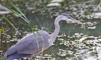 Photo of a great blue heron watching somewhere
