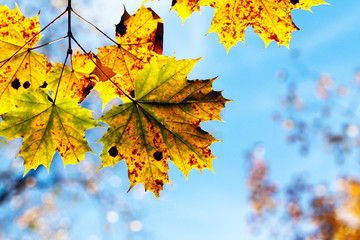 branch of the Maple tree