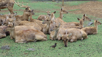 Naklejka na ściany i meble A herd of deer