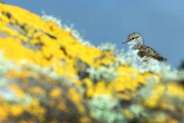 Sandpiper chick on rocks