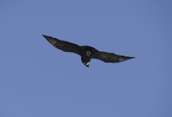 Andean Condor, flying over the mountain range of the Andes.