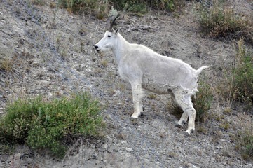 Obraz premium animal