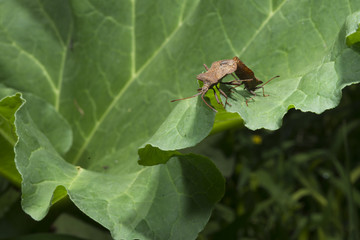 Happy bugs