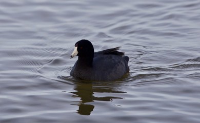 Beautiful background with amazing american coot in the lake