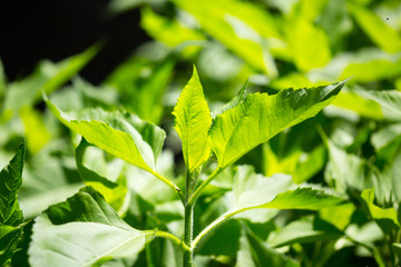 Green leaves of Jerusalem artichoke in nature
