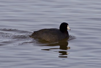 Beautiful picture with funny weird american coot in the lake