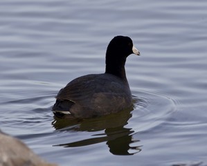 Beautiful photo with funny american coot in the lake