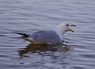 Beautiful isolated photo with a gull screaming in the lake