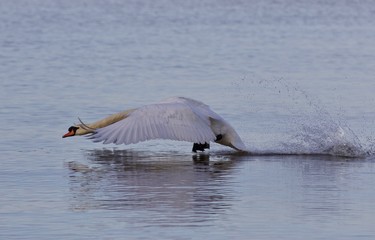 Fototapeta premium Beautiful photo with a powerful swan's take off