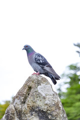 鳩