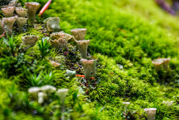 small toxic mushrooms in the moss closeup