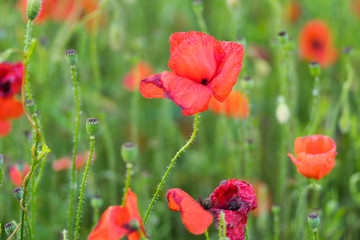 Close up of red poppies blur background in a garden in the summer