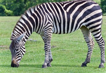 Fototapeta na wymiar Isolated photo of a zebra eating the grass