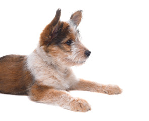 Australian Shepherd Puppy laying on white