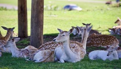 Isolated image of a group of cute small deer