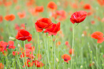 Fototapeta na wymiar Close up of red poppies blur background in a garden in the summer