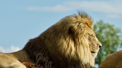 Picture with two lions laying together at a field