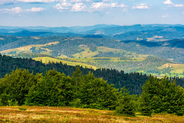 forest on a hillside of Carpathian Mountain Ridge