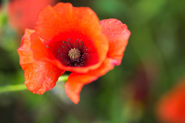 Fototapeta premium Macro of flowers in a garden with blur background