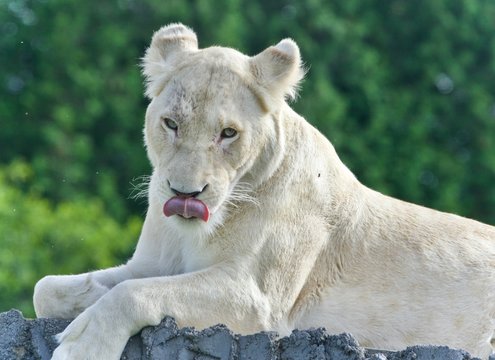 Background with a white lion looking at camera