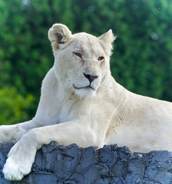 Isolated image of a white lion looking aside