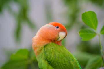 Lovebird 1006