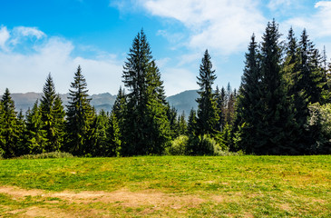 Spruce forest on a meadow in High Tatras