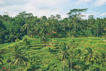 Fototapeta na wymiar Beautiful landscape with rice terraces and coconut palms near Tegallalang village, Ubud, Bali, Indonesia.