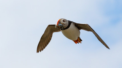 Atlantic Puffin