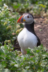 Atlantic Puffin