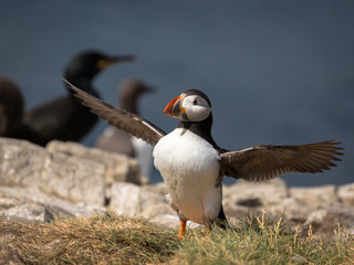Atlantic Puffin