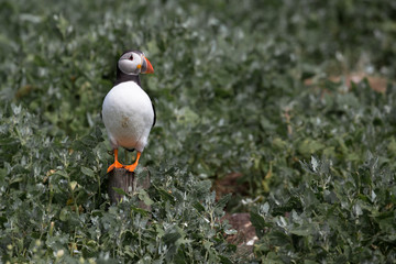 Atlantic Puffin