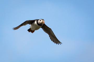 Atlantic Puffin