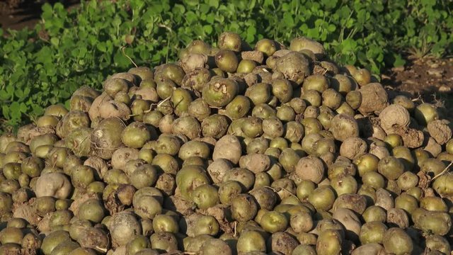 Spoiled rotten potato. Crop failure, bad harvest concept. 
