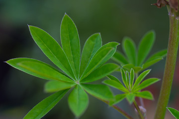 Green leaves on plants in a garden in the summer in the daytime, UK.