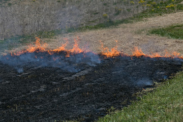 Burn grass