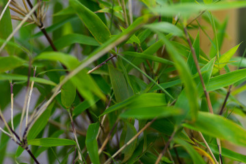 Green leaves on plants in a garden in the summer in the daytime, UK.