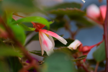 Close up of flowers in a garden with out of focus background