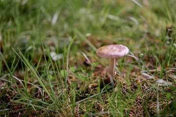 Forest scene. Mushroom on the ground.