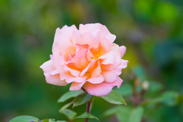 Fototapeta premium Close up of flowers in a garden with out of focus background