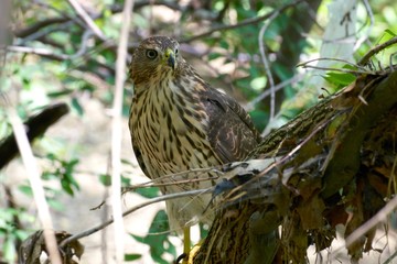 Young Hawk
