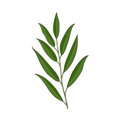 Beautiful hand drawn willow tree twig, branch, decoration element, sketch vector illustration isolated on white background. Realistic hand drawing of beautiful willow twig, floral decoration element