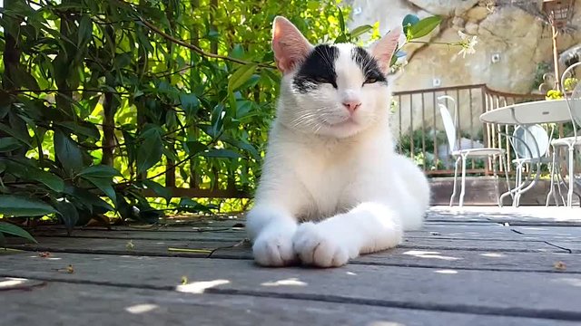 Chat